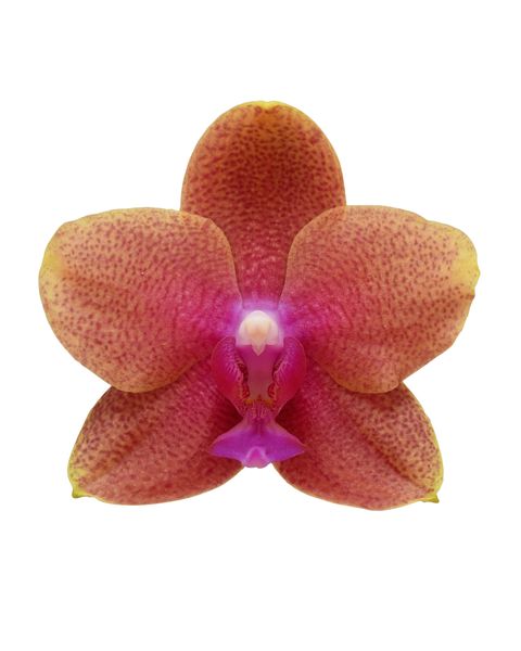 Orquídea Premium