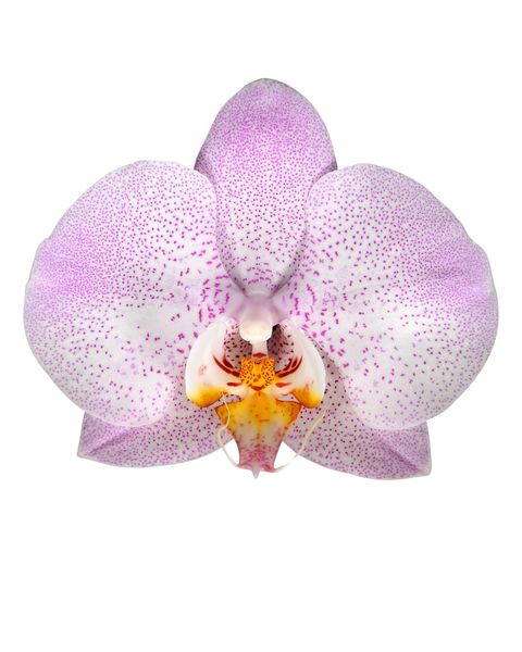 Orquídea Phalaenopsis Rosa